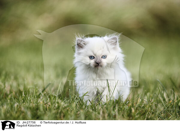 Ragdoll Ktzchen / Ragdoll Kitten / JH-27756