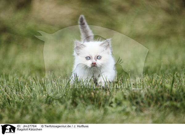Ragdoll Ktzchen / Ragdoll Kitten / JH-27764