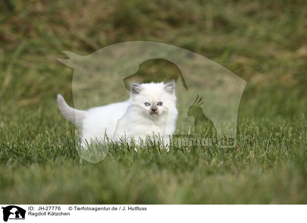 Ragdoll Ktzchen / Ragdoll Kitten / JH-27776