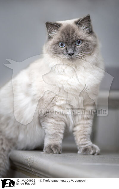 junge Ragdoll / young Ragdoll / VJ-04692