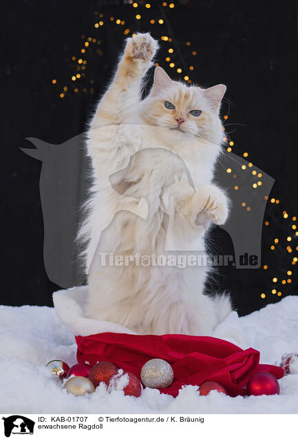 erwachsene Ragdoll / KAB-01707