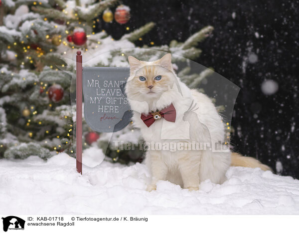 erwachsene Ragdoll / adult Ragdoll / KAB-01718