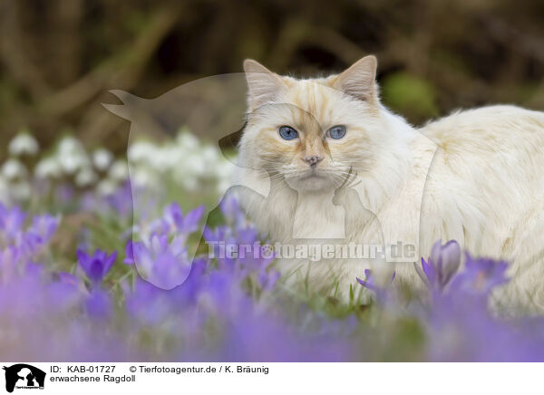 erwachsene Ragdoll / adult Ragdoll / KAB-01727