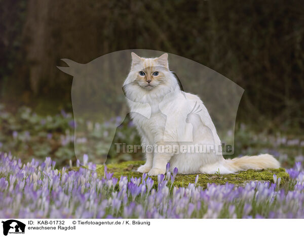 erwachsene Ragdoll / adult Ragdoll / KAB-01732