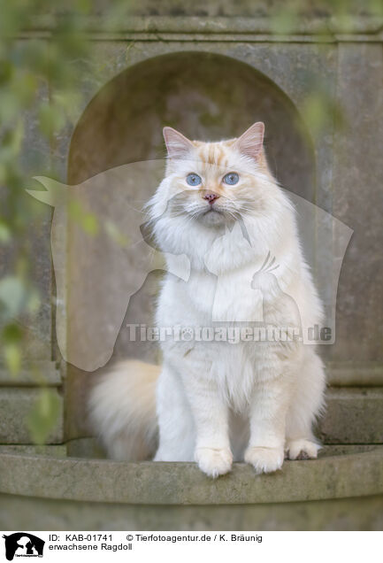 erwachsene Ragdoll / KAB-01741