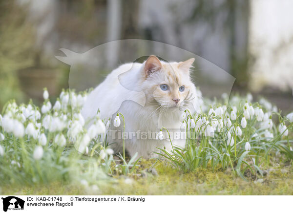 erwachsene Ragdoll / adult Ragdoll / KAB-01748