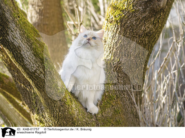 erwachsene Ragdoll / adult Ragdoll / KAB-01757