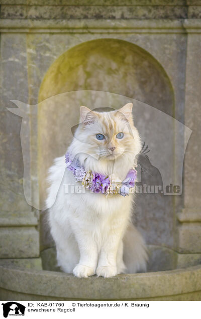 erwachsene Ragdoll / KAB-01760