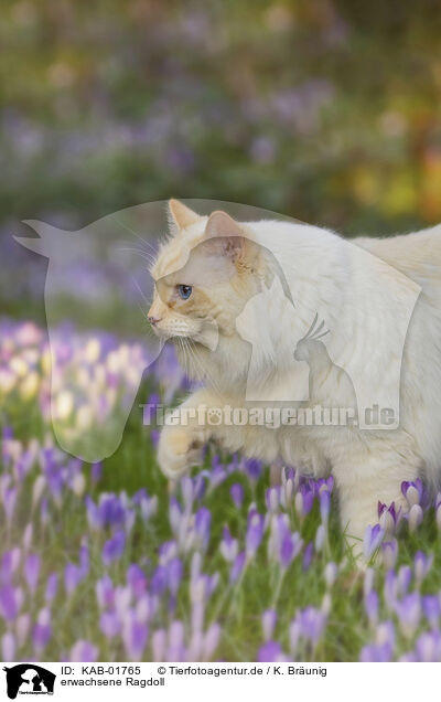 erwachsene Ragdoll / adult Ragdoll / KAB-01765