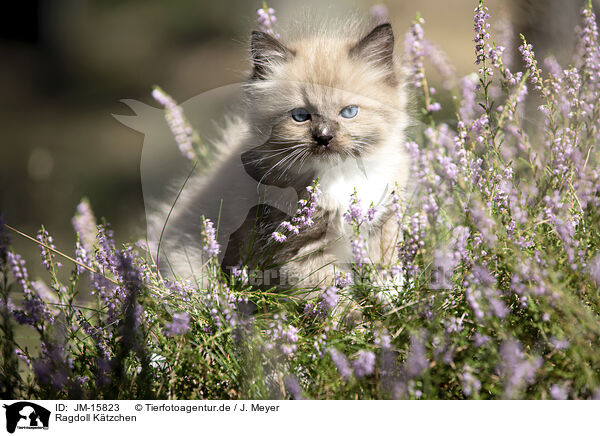 Ragdoll Ktzchen / Ragdoll kitten / JM-15823