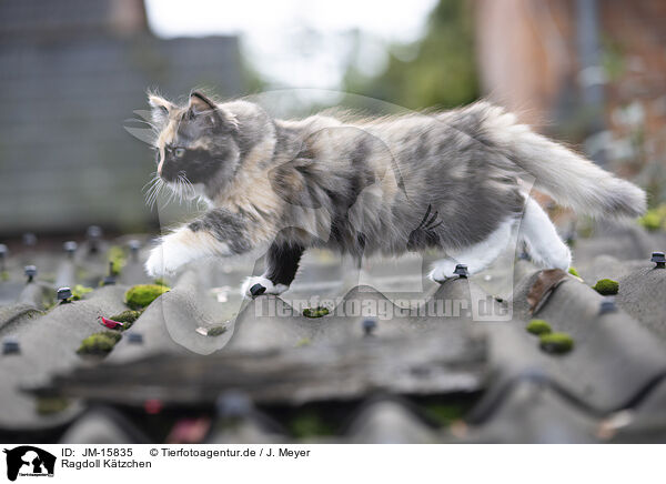 Ragdoll Ktzchen / JM-15835
