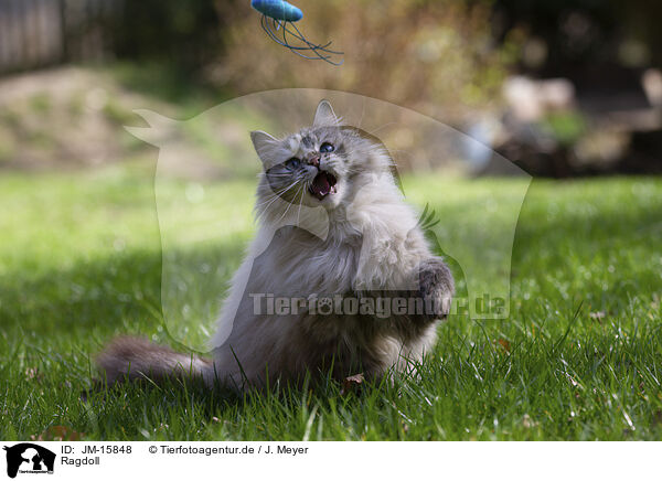 Ragdoll / Ragdoll / JM-15848