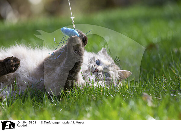 Ragdoll / Ragdoll / JM-15853