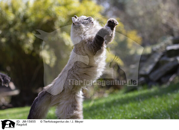 Ragdoll / JM-15855