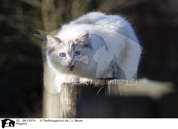 Ragdoll / Ragdoll / JM-15874