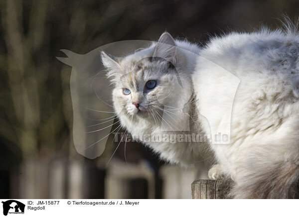 Ragdoll / Ragdoll / JM-15877