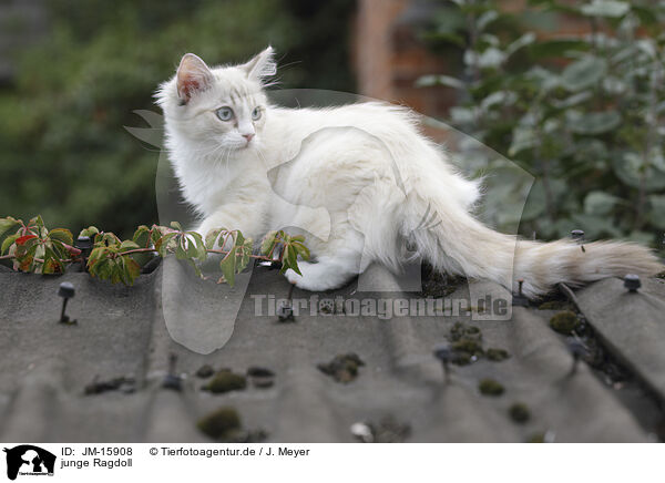 junge Ragdoll / young Ragdoll / JM-15908
