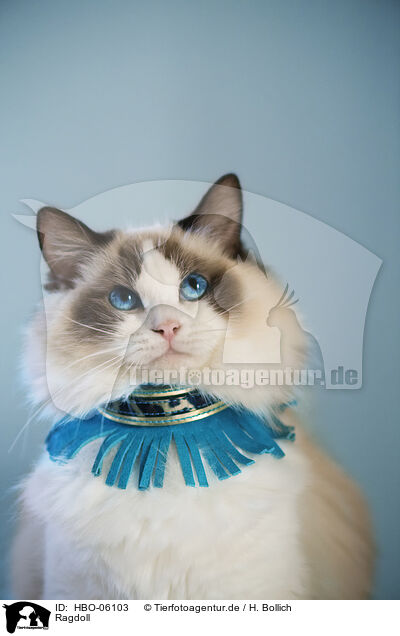 Ragdoll / Ragdoll / HBO-06103