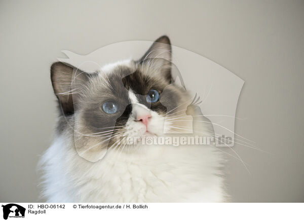 Ragdoll / Ragdoll / HBO-06142
