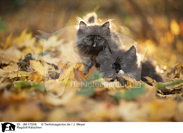 Ragdoll Ktzchen / Ragdoll Kitten / JM-17508