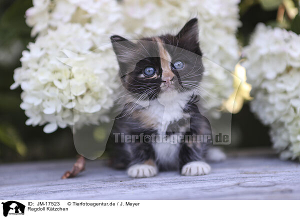 Ragdoll Ktzchen / Ragdoll Kitten / JM-17523