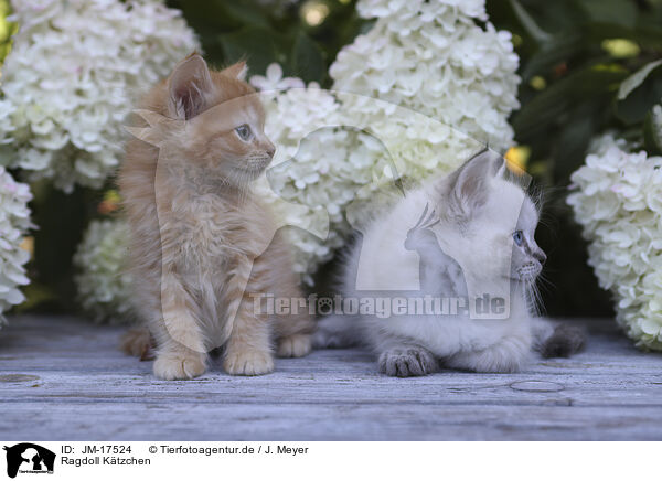 Ragdoll Ktzchen / Ragdoll Kitten / JM-17524