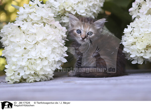 Ragdoll Ktzchen / Ragdoll Kitten / JM-17526