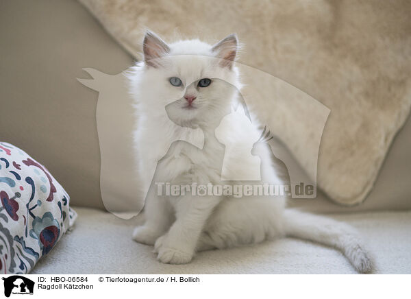 Ragdoll Ktzchen / Ragdoll kitten / HBO-06584