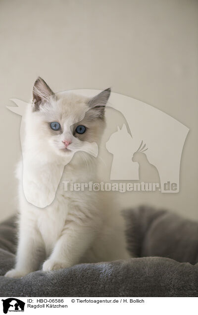 Ragdoll Ktzchen / Ragdoll kitten / HBO-06586