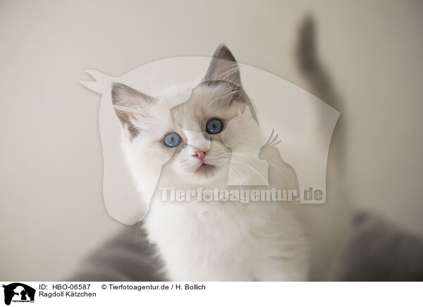 Ragdoll Ktzchen / Ragdoll kitten / HBO-06587