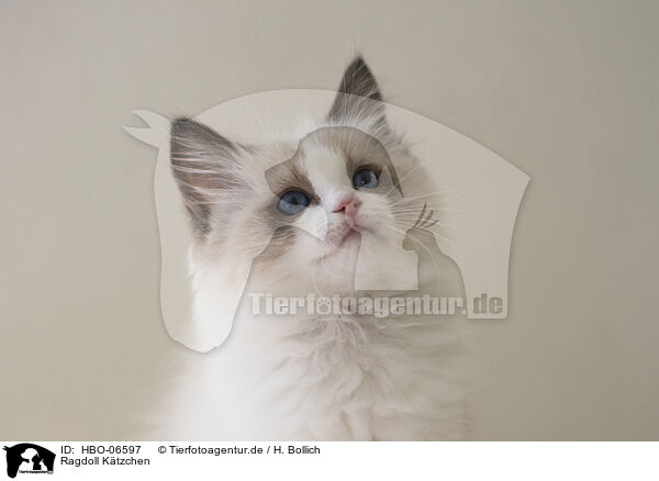 Ragdoll Ktzchen / Ragdoll kitten / HBO-06597