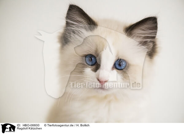 Ragdoll Ktzchen / Ragdoll kitten / HBO-06600