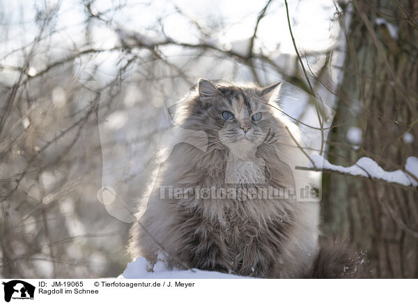 Ragdoll im Schnee / Ragdoll in snow / JM-19065