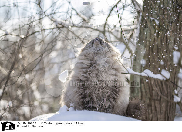 Ragdoll im Schnee / Ragdoll in snow / JM-19066