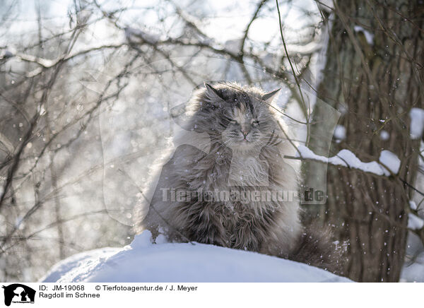 Ragdoll im Schnee / Ragdoll in snow / JM-19068