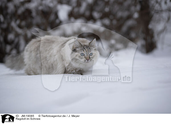 Ragdoll im Schnee / Ragdoll in snow / JM-19085