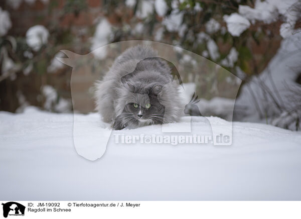 Ragdoll im Schnee / Ragdoll in snow / JM-19092