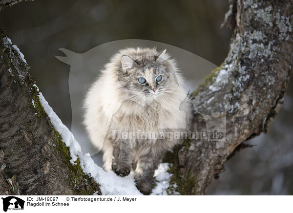 Ragdoll im Schnee / Ragdoll in snow / JM-19097