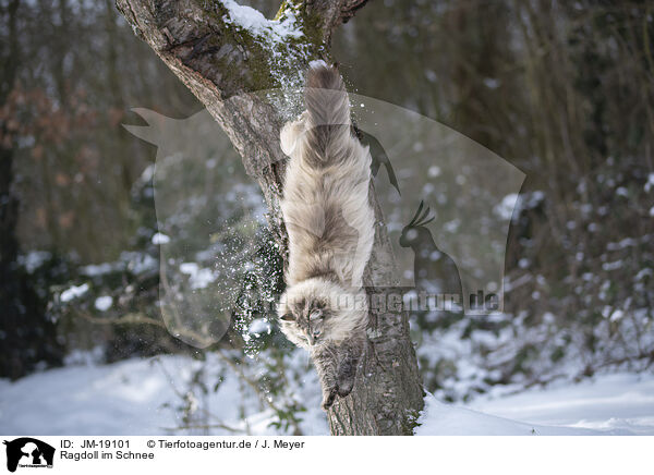 Ragdoll im Schnee / JM-19101