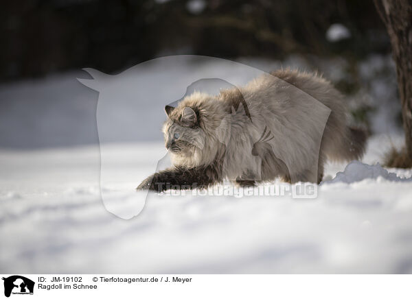 Ragdoll im Schnee / Ragdoll in snow / JM-19102