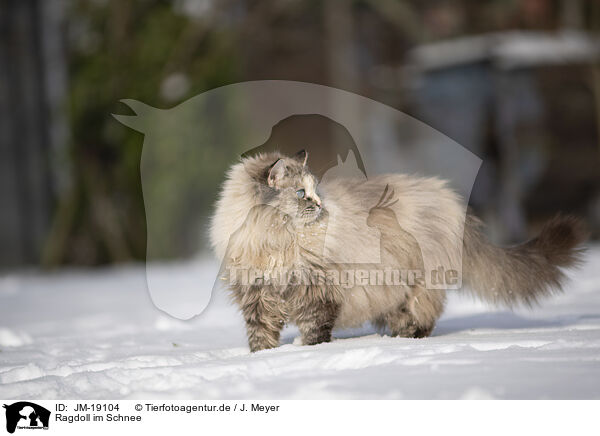 Ragdoll im Schnee / Ragdoll in snow / JM-19104