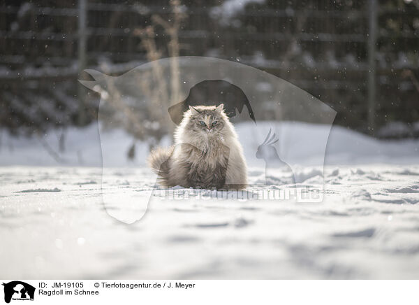 Ragdoll im Schnee / Ragdoll in snow / JM-19105