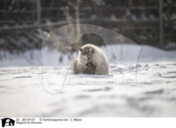 Ragdoll im Schnee / JM-19107