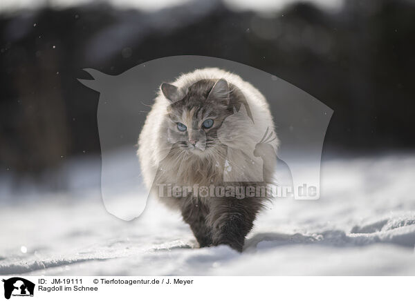 Ragdoll im Schnee / Ragdoll in snow / JM-19111