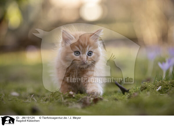 Ragdoll Ktzchen / Ragdoll kitten / JM-19124