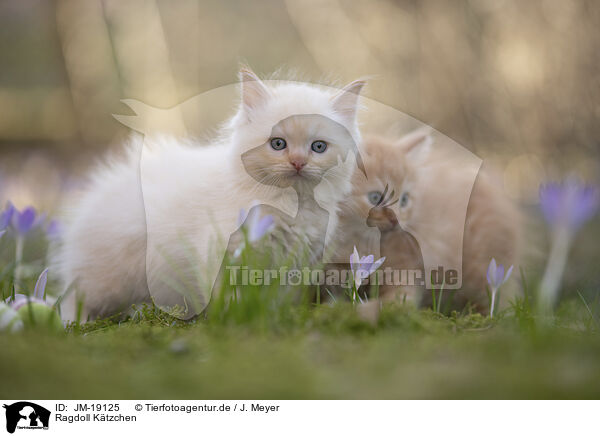 Ragdoll Ktzchen / Ragdoll kitten / JM-19125