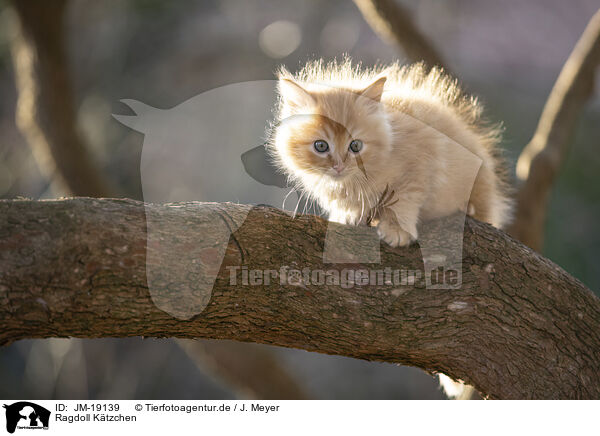 Ragdoll Ktzchen / Ragdoll kitten / JM-19139