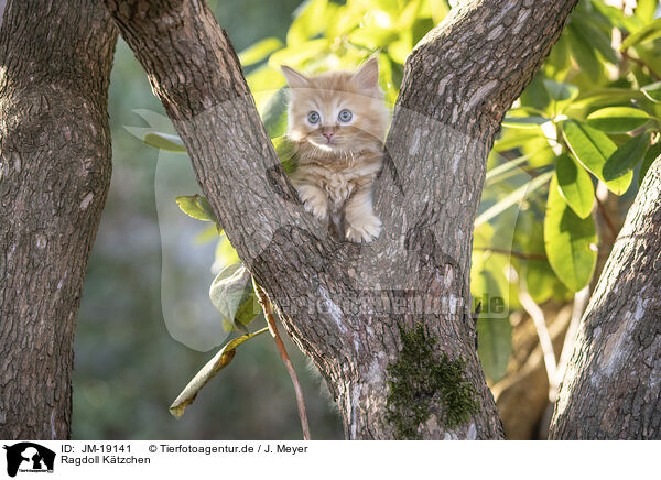 Ragdoll Ktzchen / Ragdoll kitten / JM-19141