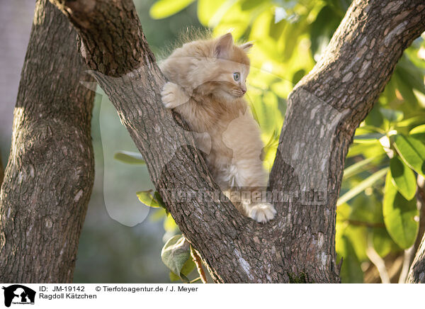 Ragdoll Ktzchen / Ragdoll kitten / JM-19142