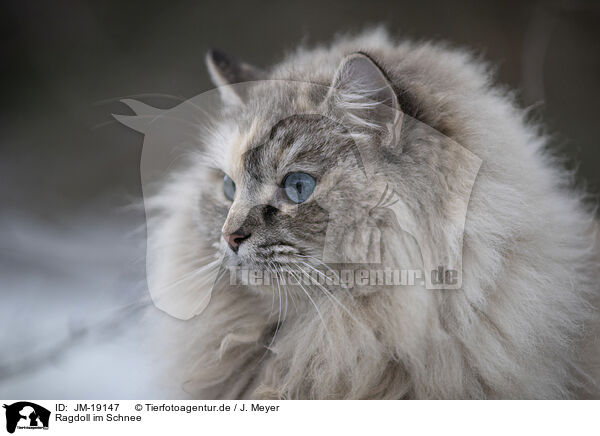 Ragdoll im Schnee / Ragdoll in snow / JM-19147